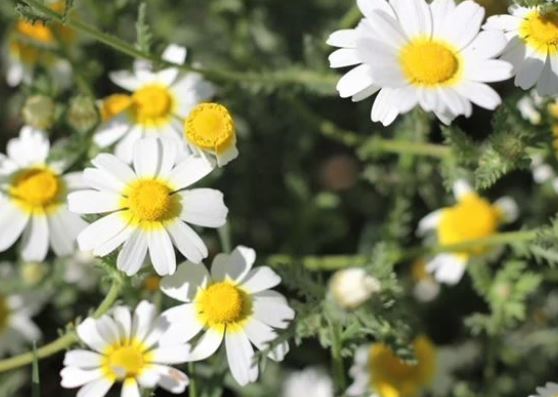 Add on ~ Essential Oil