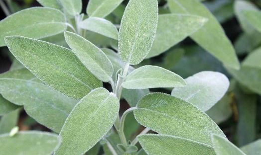 Add on ~ Essential Oil