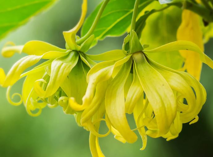 Add on ~ Essential Oil
